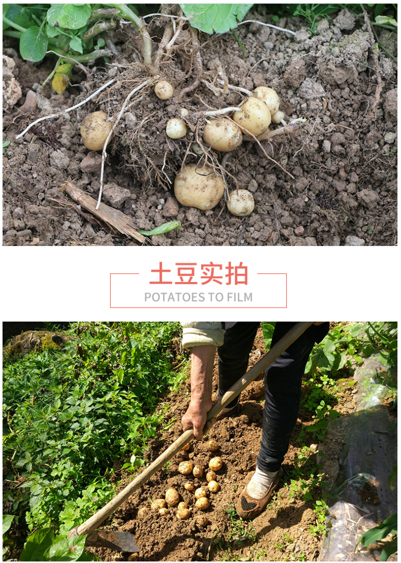 恩施市富硒马尔科小土豆产自世界硒都，欢迎电商咨询合作。