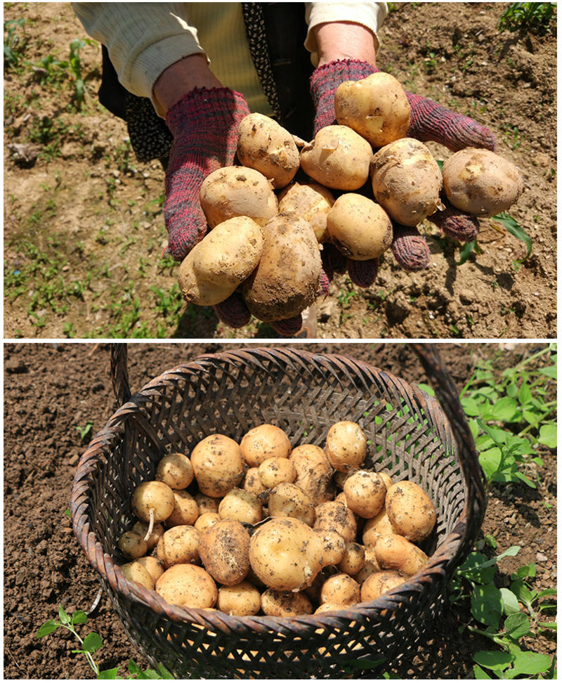 恩施市富硒马尔科小土豆产自世界硒都，欢迎电商咨询合作。
