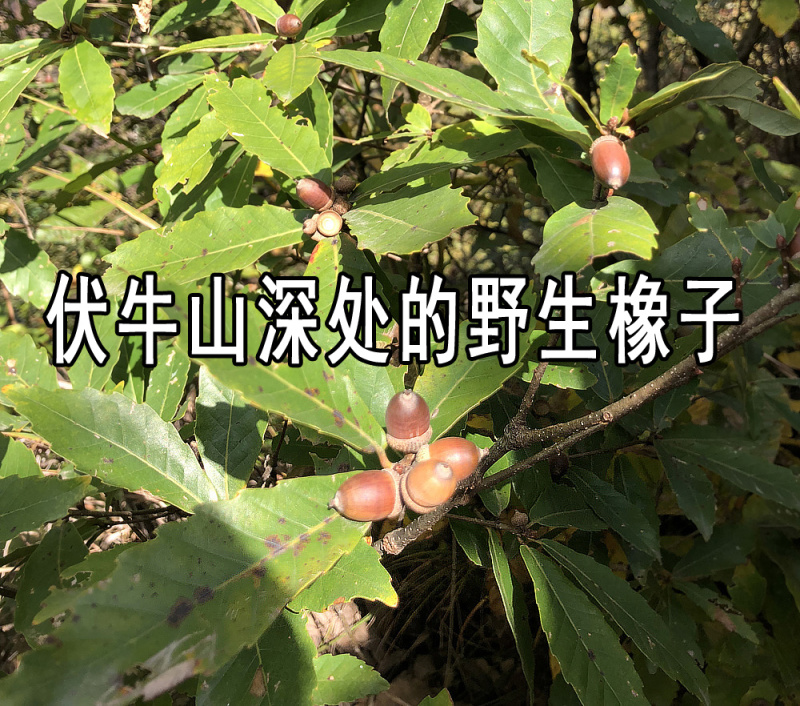 橡子淀粉2023新货伏牛橡伯河南卢氏特产