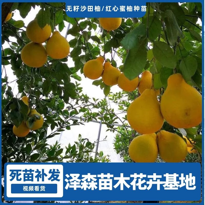 无籽沙田柚树苗红心柚树苗保质保量假一赔十死苗补发视频看货
