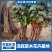 四季树莓，包品种保质量现挖现发货南北方均可种植保当年结果