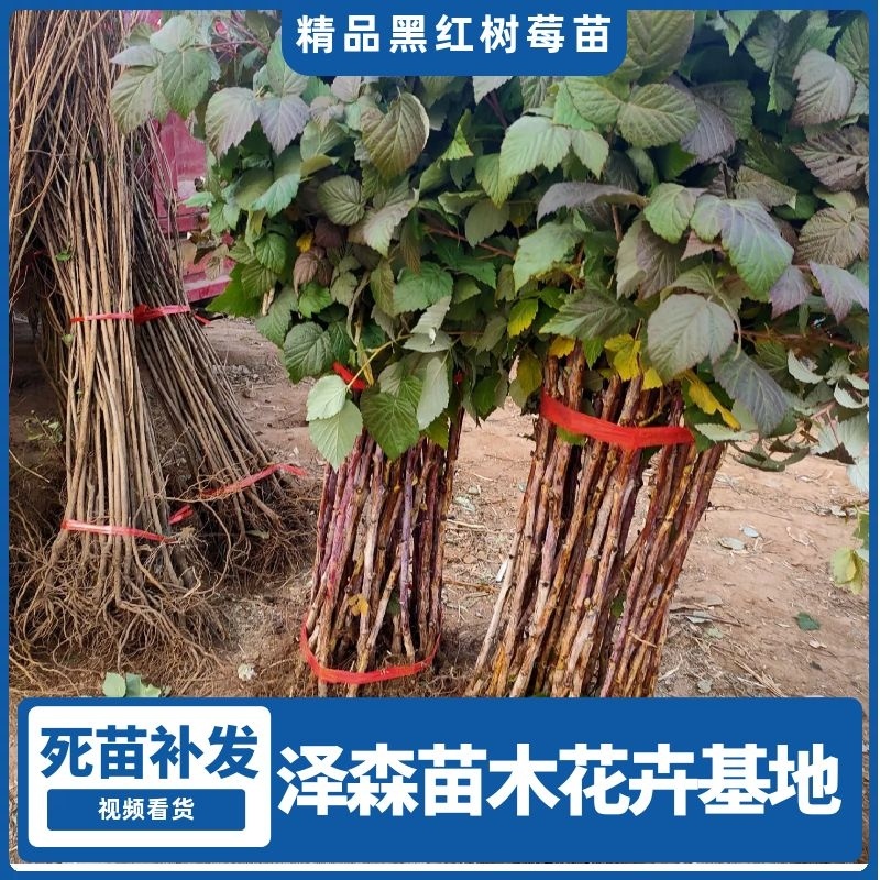 四季树莓，包品种保质量现挖现发货南北方均可种植保当年结果