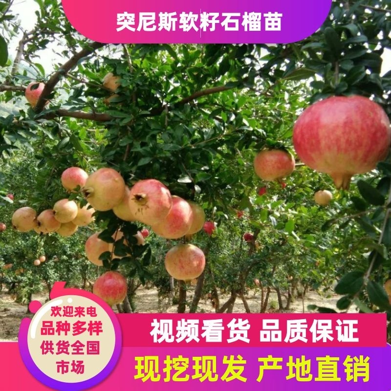 突尼斯软籽石榴树苗山东种苗软籽甜石榴树苗