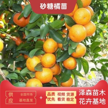 橘子树苗砂糖橘树苗秋桔树苗山东种苗金桔树苗