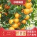 橘子树苗砂糖橘树苗秋桔树苗山东种苗金桔树苗