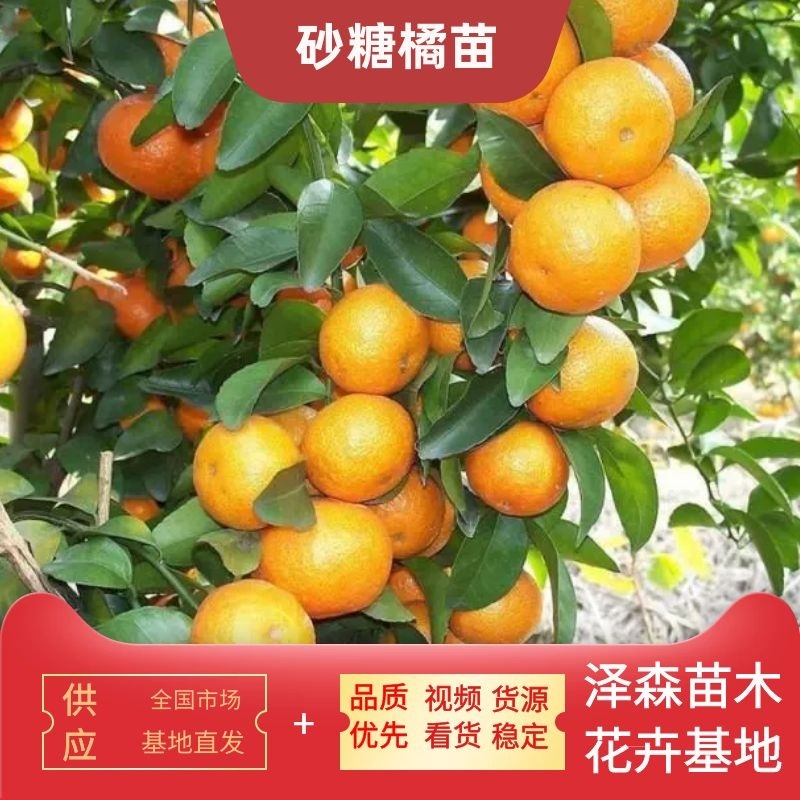 橘子树苗砂糖橘树苗秋桔树苗山东种苗金桔树苗