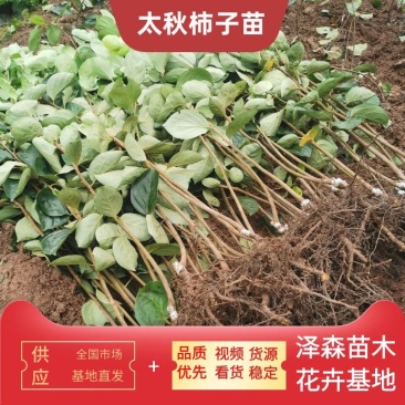 大秋柿子/太秋柿子糖度22%基地现挖现发可视频看货