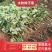 大秋柿子/太秋柿子糖度22%基地现挖现发可视频看货