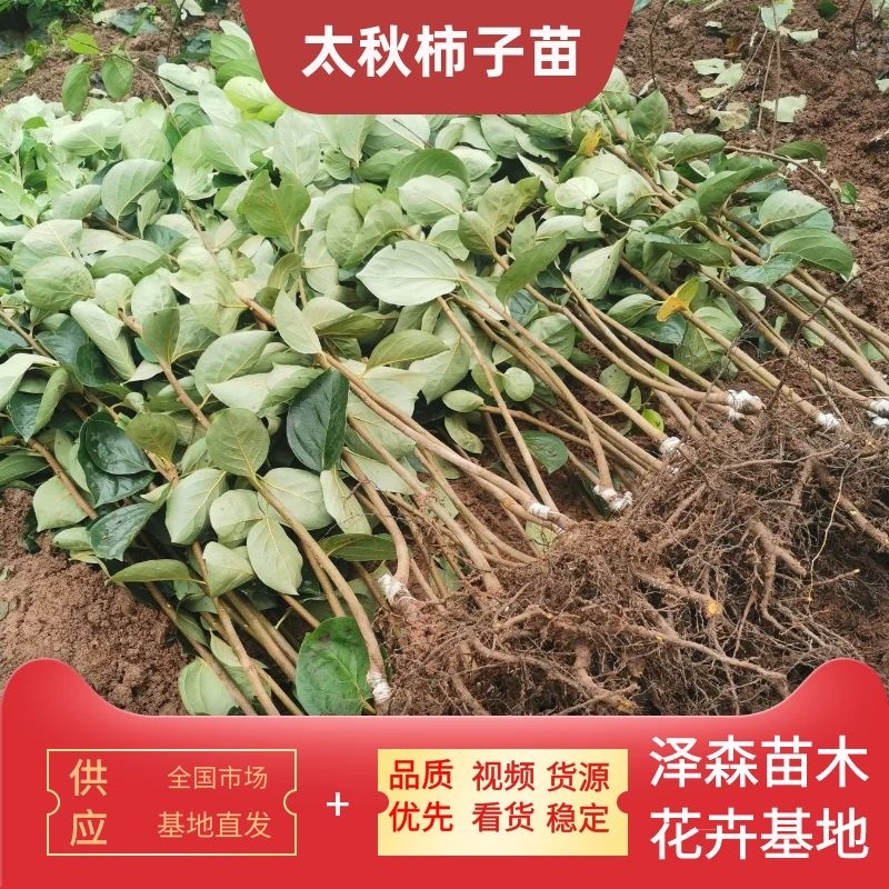 大秋柿子/太秋柿子糖度22%基地现挖现发可视频看货