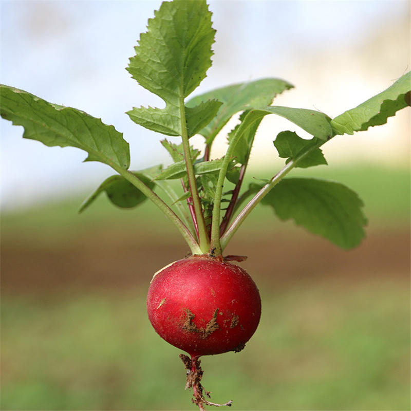 荷兰水果樱桃萝卜种子红小丁樱桃萝卜籽耐寒高产蔬菜种籽