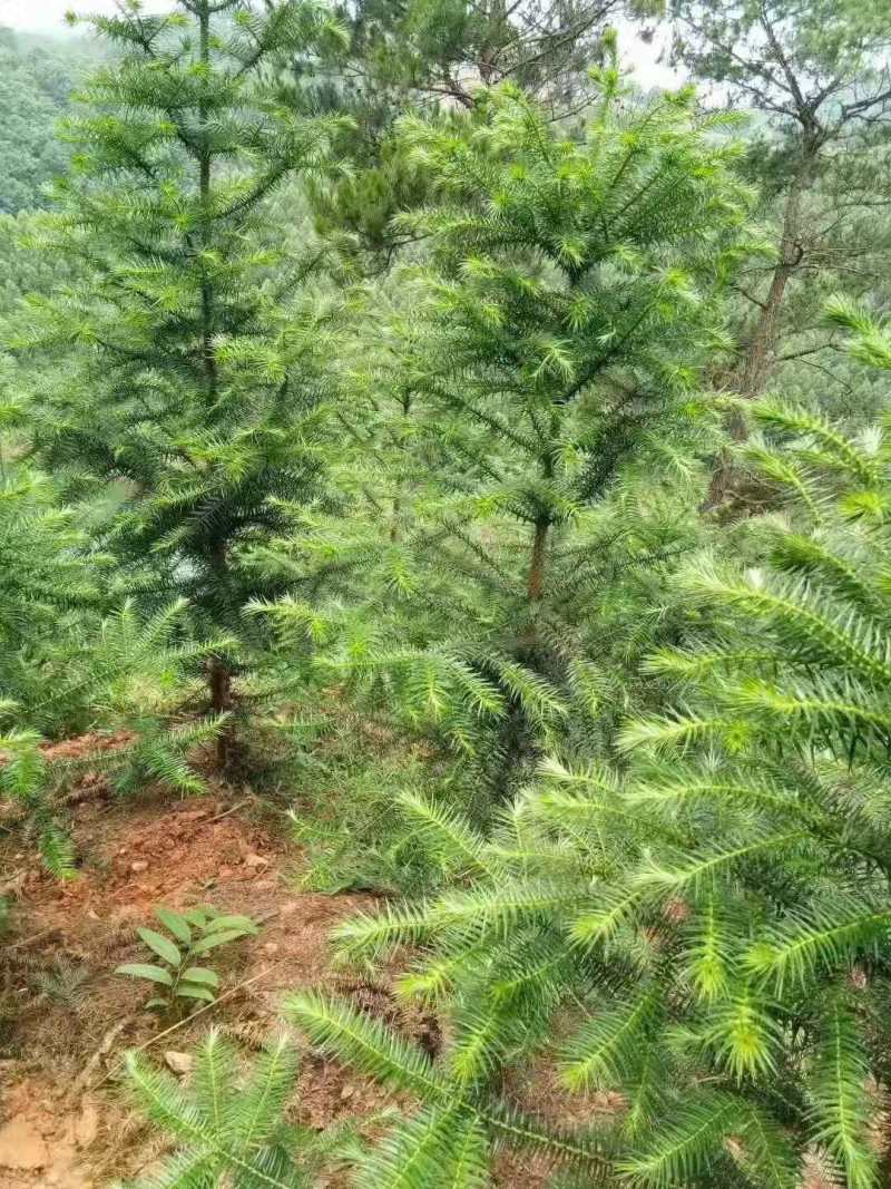 优良杉树苗杉木杯苗杉树袋苗20公分杉木杯苗50公分