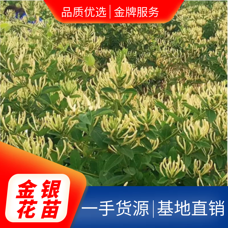 基地直销四季金银花原产地金花三号包活包纯度可签订合同