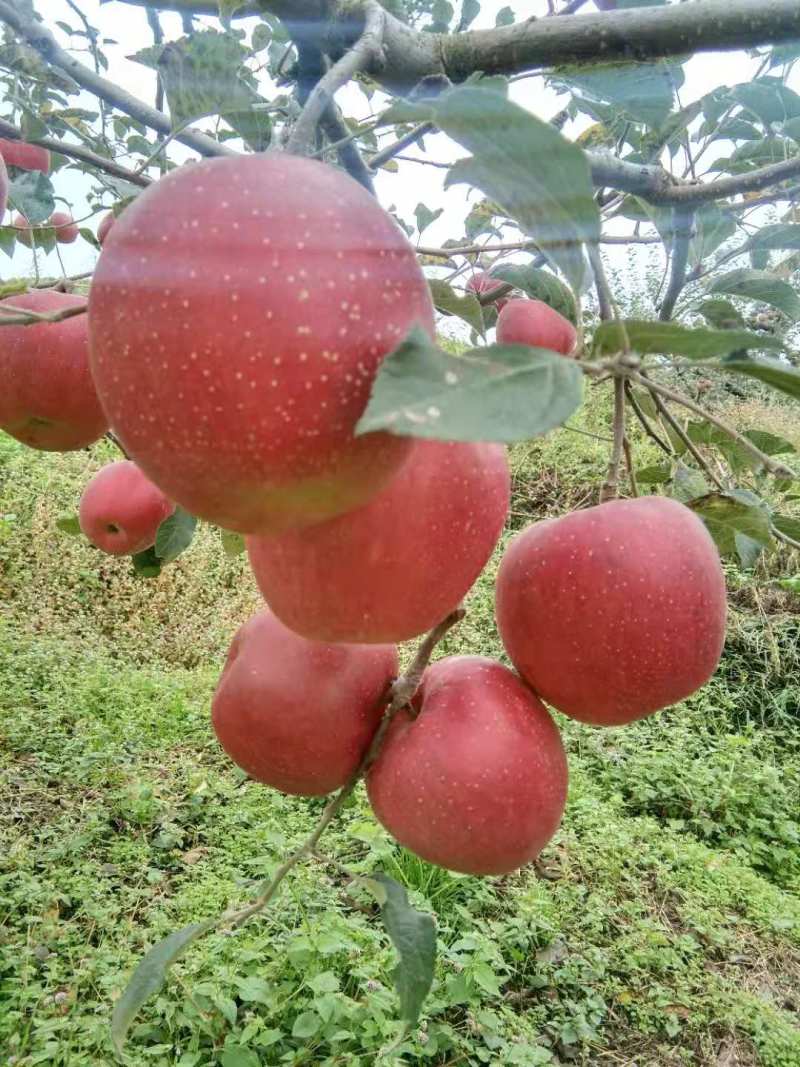 红将军苹果汉源县大量上市产地直供脆甜可口欢迎采购