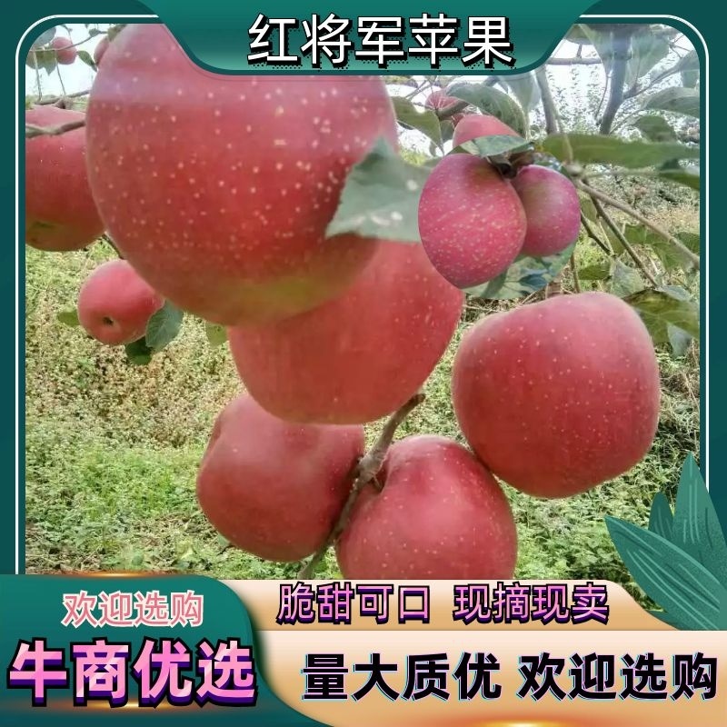 红将军苹果汉源县大量上市产地直供脆甜可口欢迎采购