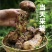 【现摘现发】新鲜野生松茸云南香格里拉特产顺丰空运