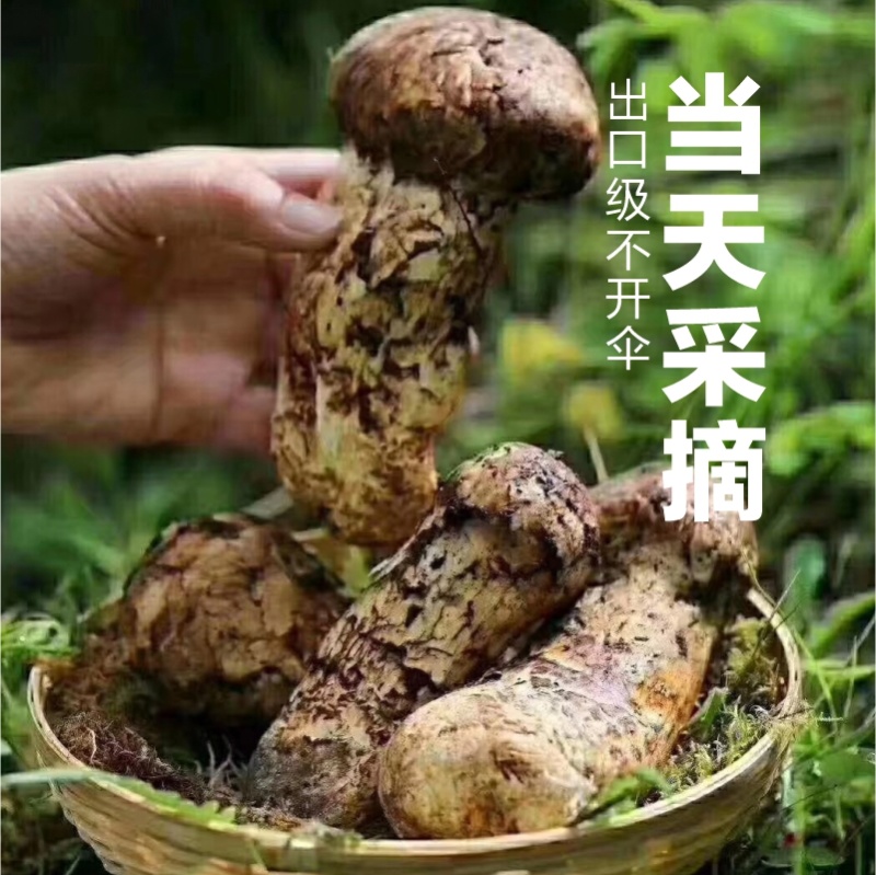 【现摘现发】新鲜野生松茸云南香格里拉特产顺丰空运