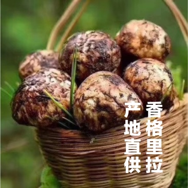 【现摘现发】新鲜野生松茸云南香格里拉特产顺丰空运