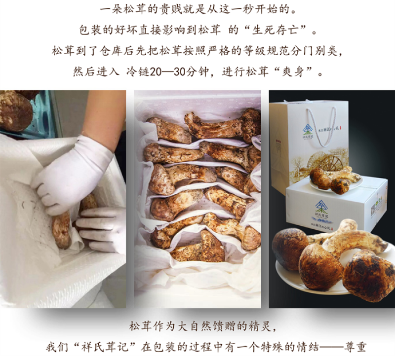 【现摘现发】新鲜野生松茸云南香格里拉特产顺丰空运