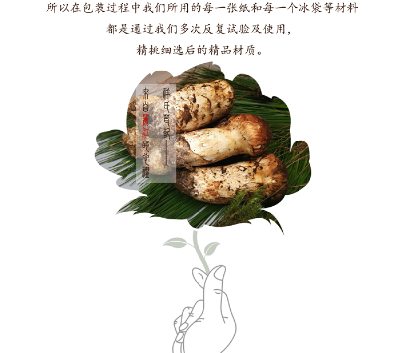 【现摘现发】新鲜野生松茸云南香格里拉特产顺丰空运