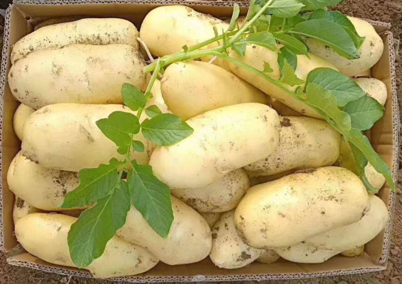 【热卖】河北围场黄心黄皮土豆大量上市，供货时间长货源稳定