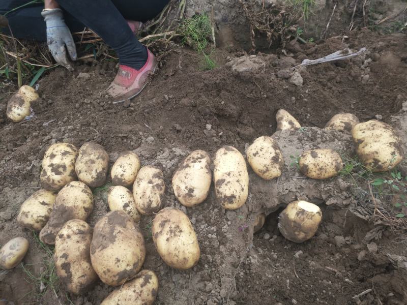 河北土豆【原产地直供】冀张226土豆现货供应物美价优