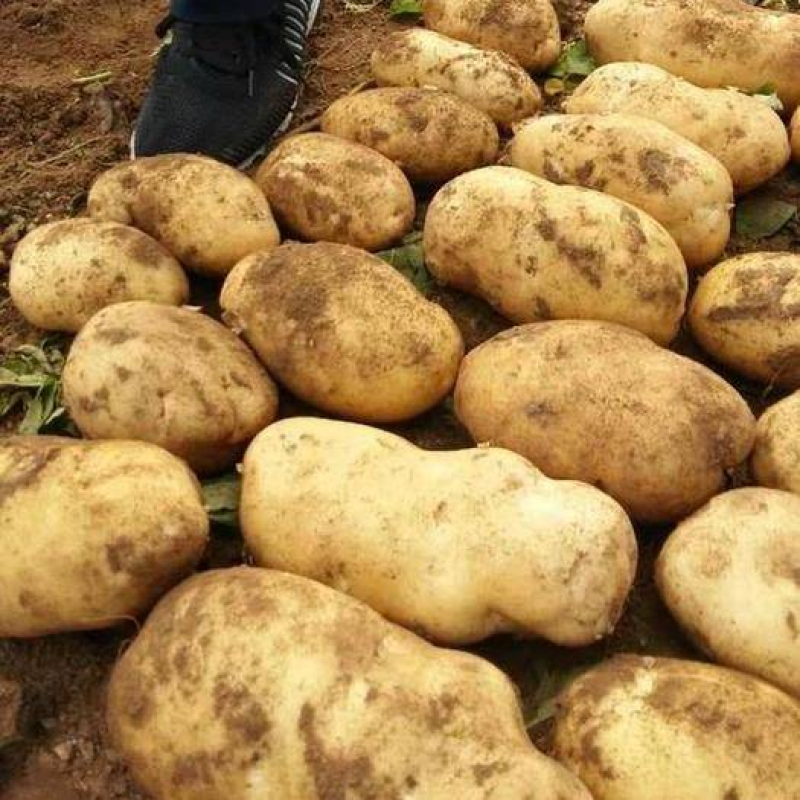 河北土豆【原产地直供】冀张226土豆现货供应物美价优