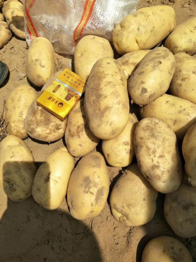 河北土豆【原产地直供】冀张226土豆现货供应物美价优