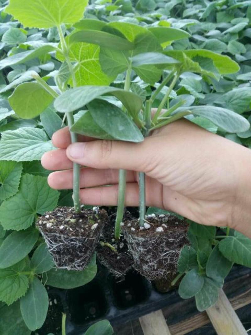 山东红星菜苗场强雌油亮密刺黄瓜苗有现货