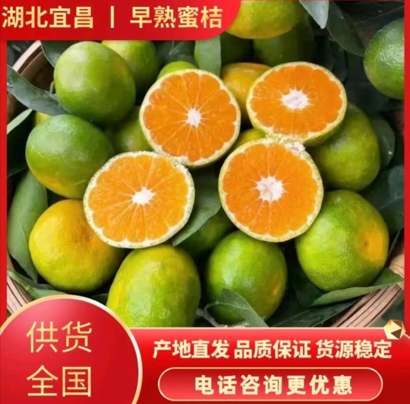 湖北高山特早大分蜜桔开园在售保质保量全国发货坏果包赔