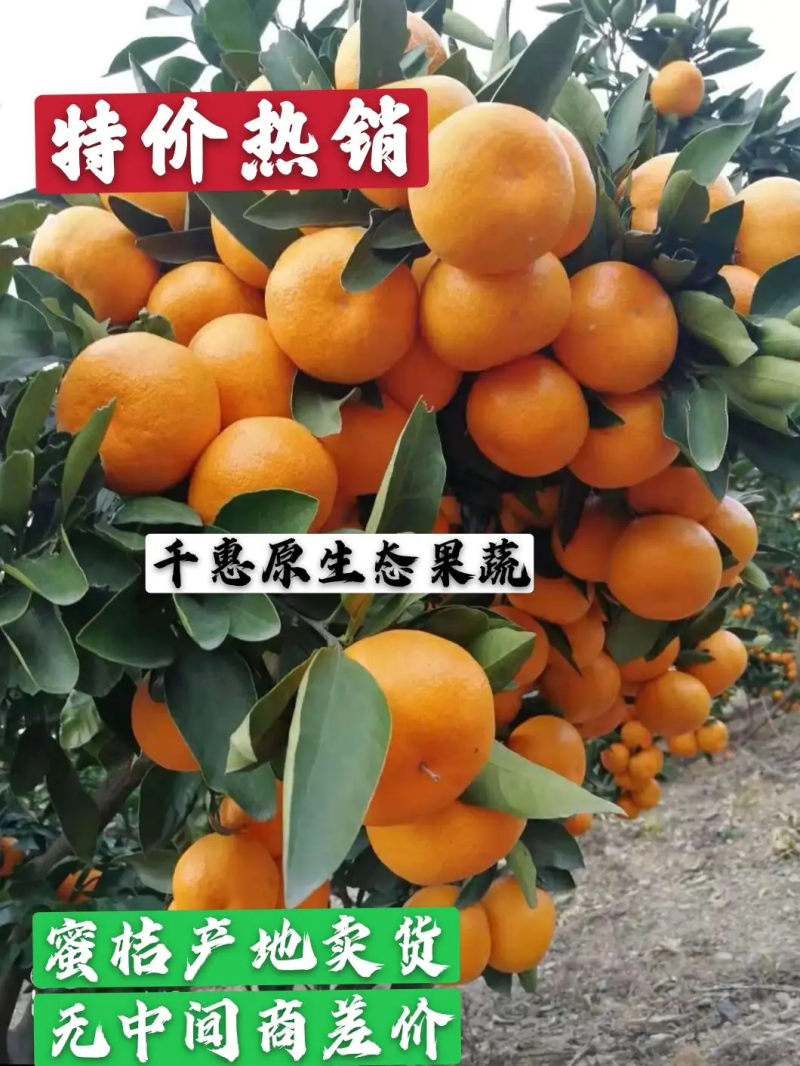 湖北高山特早大分蜜桔开园在售保质保量全国发货坏果包赔