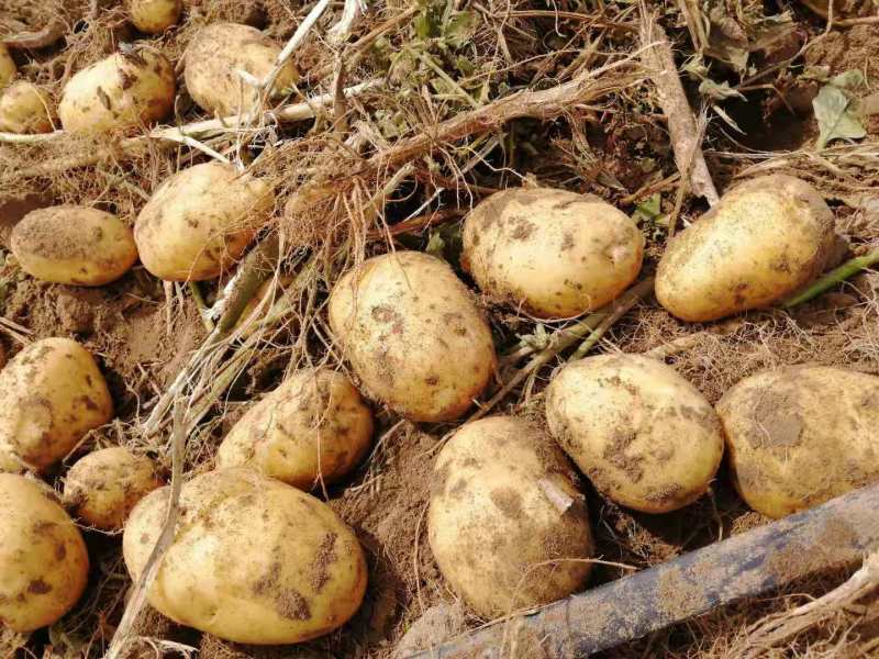 尤金土豆杠三七土大量上市中基地直供支持视频看货欢迎联系