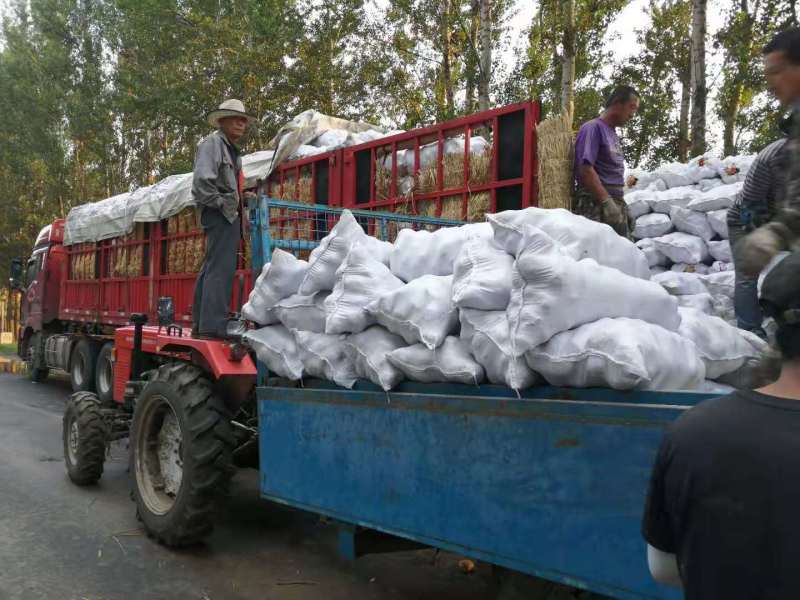 尤金土豆杠三七土大量上市中基地直供支持视频看货欢迎联系