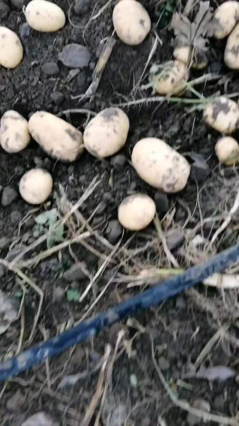 尤金土豆杠三七土大量上市中基地直供支持视频看货欢迎联系