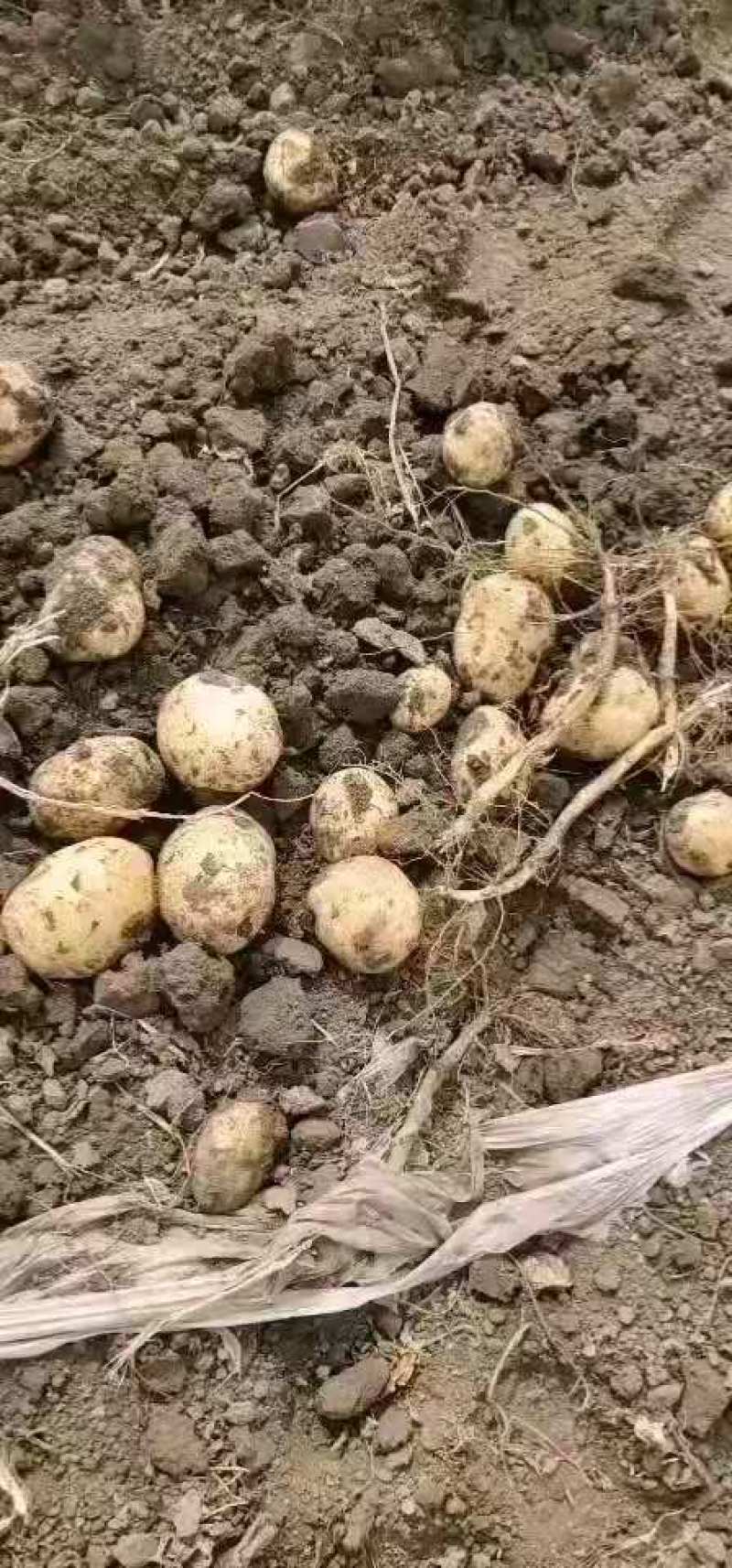 尤金土豆杠三七土大量上市中基地直供支持视频看货欢迎联系
