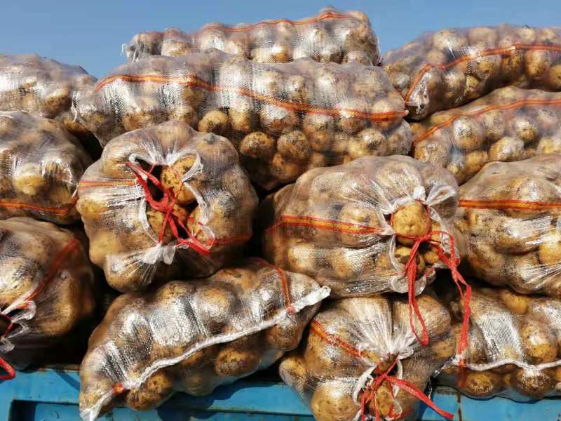 尤金土豆杠三七土大量上市中基地直供支持视频看货欢迎联系
