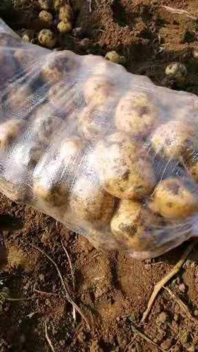 尤金土豆杠三七土大量上市中基地直供支持视频看货欢迎联系