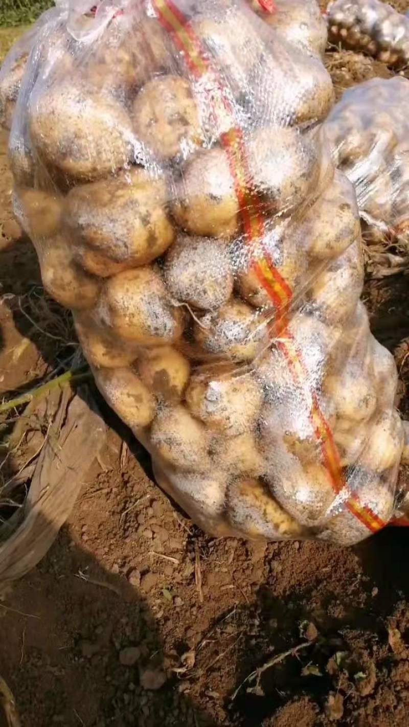 尤金土豆杠三七土大量上市中基地直供支持视频看货欢迎联系