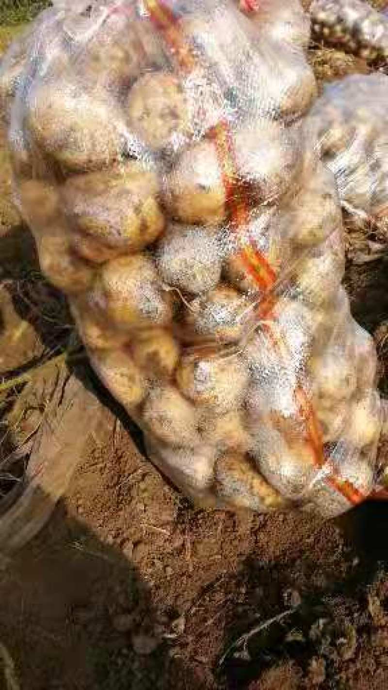 尤金土豆杠三七土大量上市中基地直供支持视频看货欢迎联系