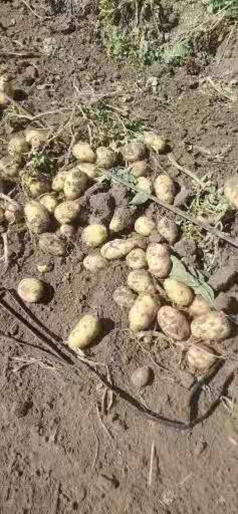 尤金土豆杠三七土大量上市中基地直供支持视频看货欢迎联系
