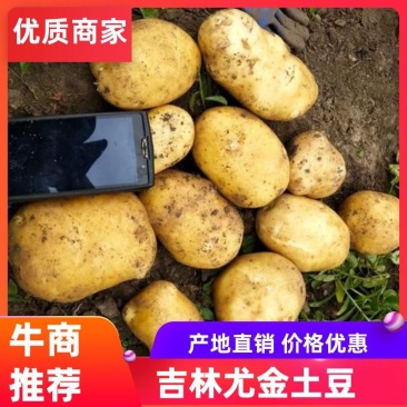 尤金土豆杠三七土大量上市中基地直供支持视频看货欢迎联系