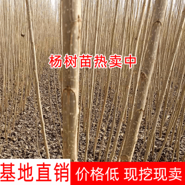 白杨树苗白杨苗速生无絮白杨树苗规格齐全价格优惠