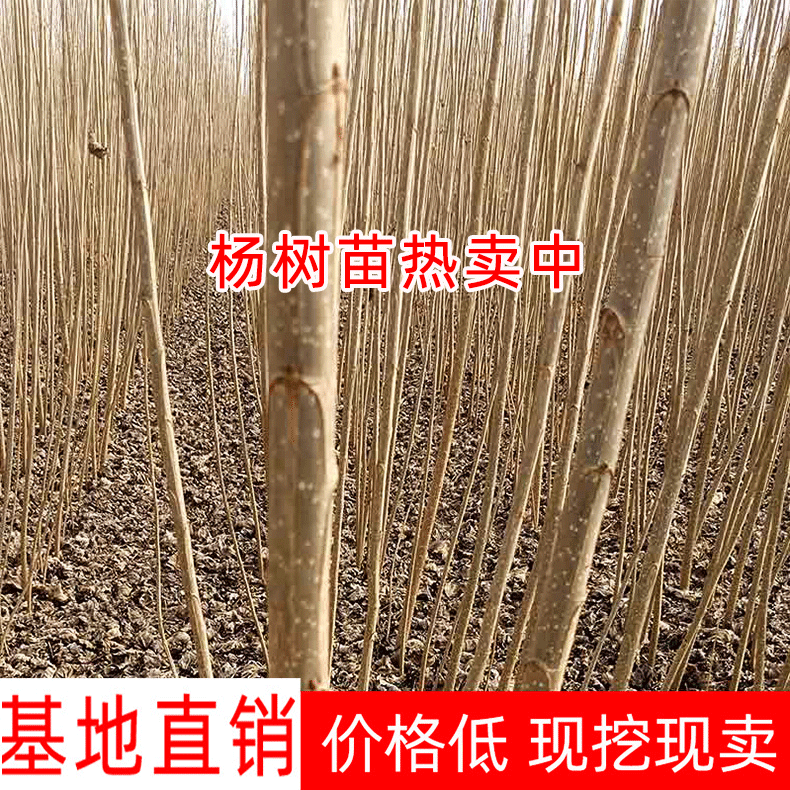 白杨树苗白杨苗速生无絮白杨树苗规格齐全价格优惠