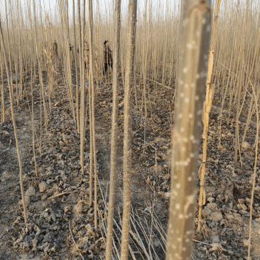 河南无飞絮杨树苗繁育基地优质白杨树苗107速生杨