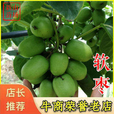 软枣猕猴桃苗龙成二号库库瓦伊赛赤炎宾果奇异莓树苗