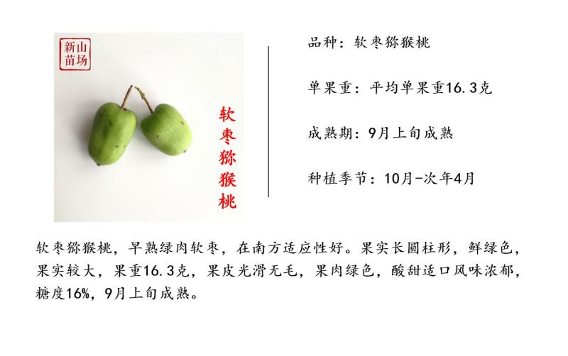 软枣猕猴桃苗龙成二号库库瓦伊赛赤炎宾果奇异莓树苗