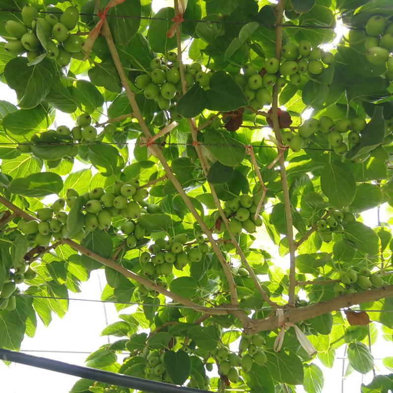 软枣猕猴桃苗龙成二号库库瓦伊赛赤炎宾果奇异莓树苗