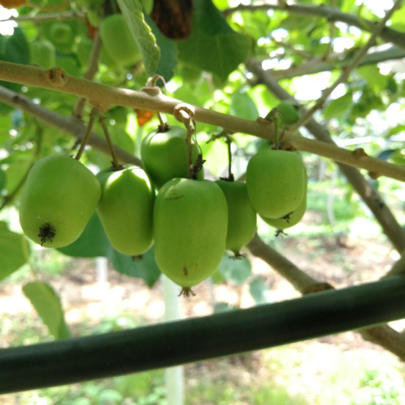 软枣猕猴桃苗龙成二号库库瓦伊赛赤炎宾果奇异莓树苗