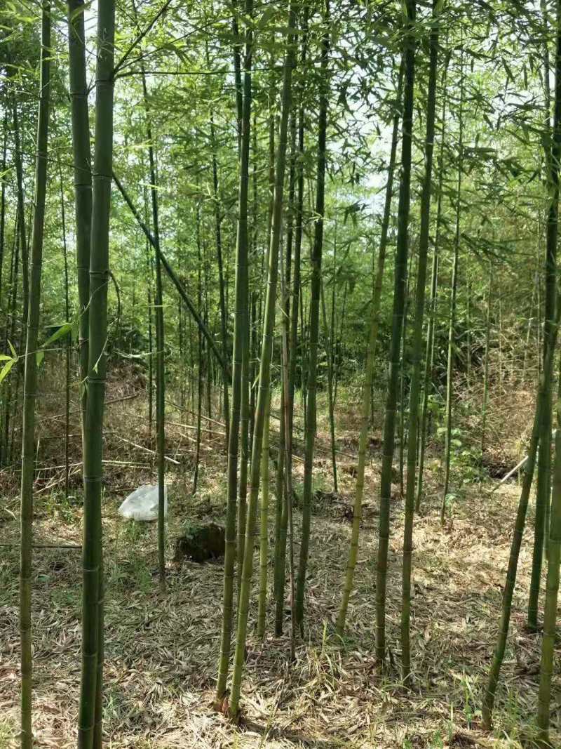 刚竹1.5公分刚竹2公分刚竹2.5公钢竹3公分全冠刚竹