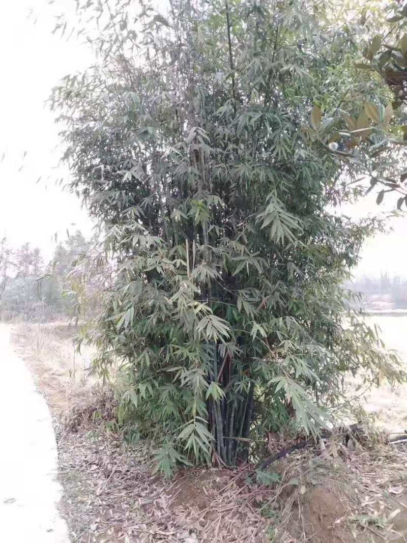 （推荐）钢竹1.5公分钢竹2公分钢竹2.5公竹子3公分4公分