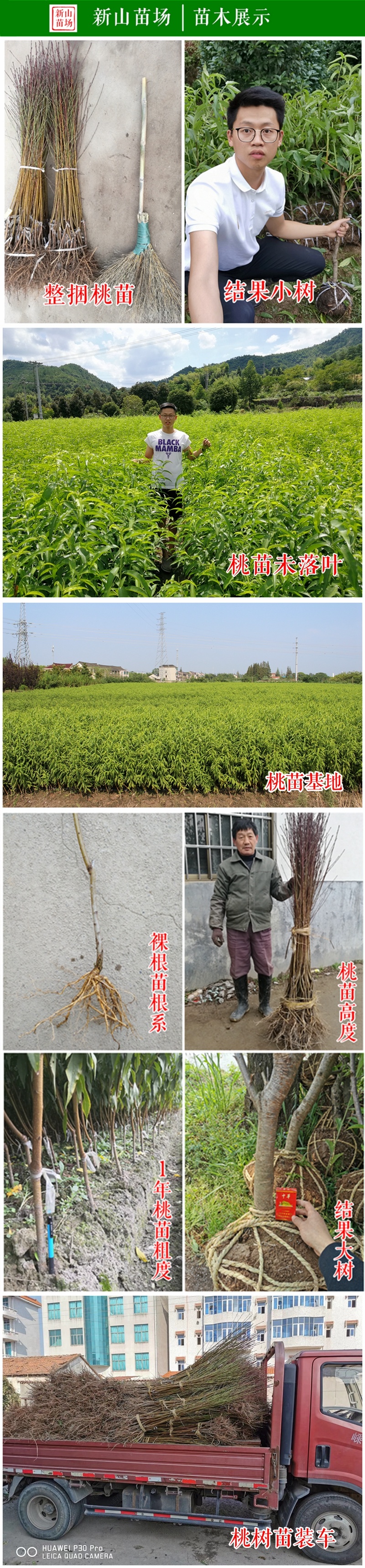 白凤桃苗日川白凤柳条白凤新白凤阳山水蜜桃树苗新品种